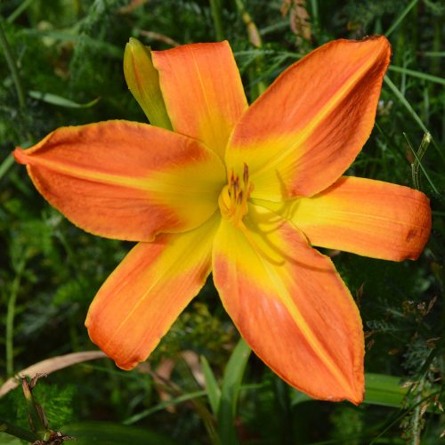 Daylily-Carrick-Wildon-1200x-DSC 0005