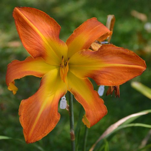 Daylily-Carrick-Wildon-1200x-DSC 0116