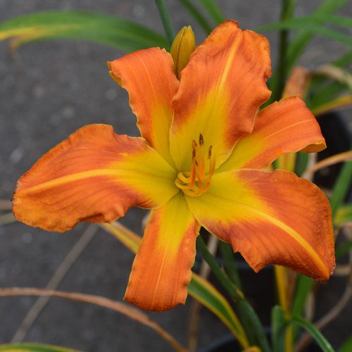 Daylily-Carrick-Wildon-1200x-DSC 0326