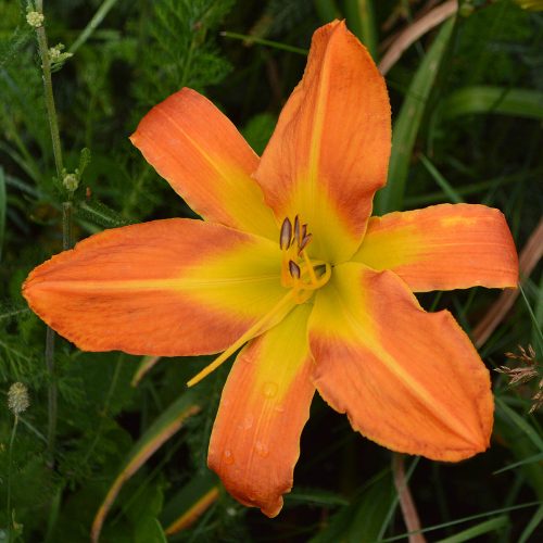 Daylily-Carrick-Wildon-1200x-DSC 0704