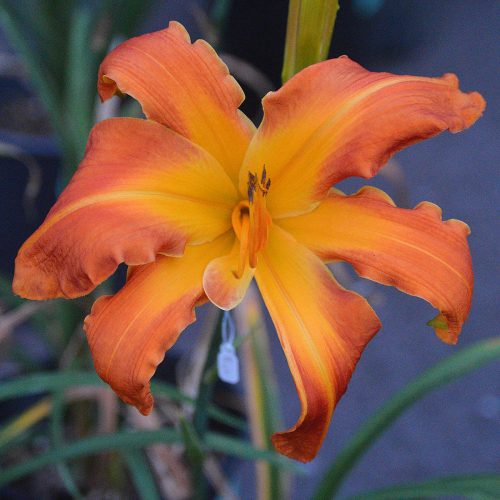Daylily-Carrick-Wildon-1200x-DSC 0751