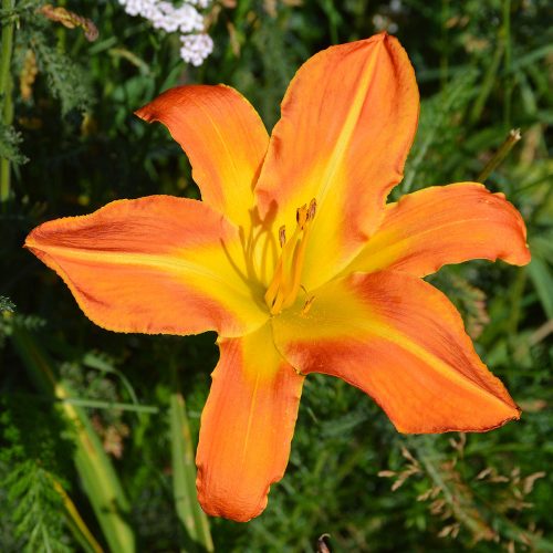 Daylily-Carrick-Wildon-1200x-DSC 0825