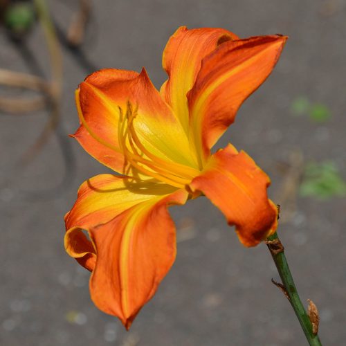 Daylily-Carrick-Wildon-1200x-DSC 0842