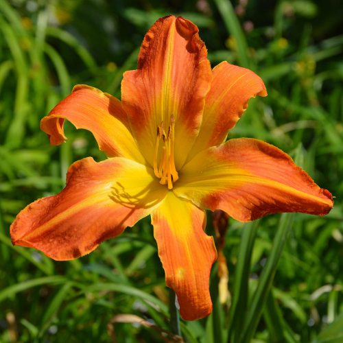 Daylily-Carrick-Wildon-1200x-DSC 0851