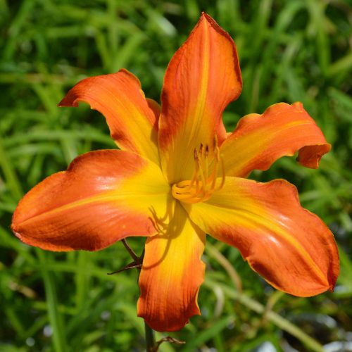 Daylily (Hemerocallis) Carrick Wildon