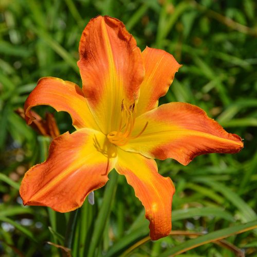 Daylily-Carrick-Wildon-1200x-DSC 0856