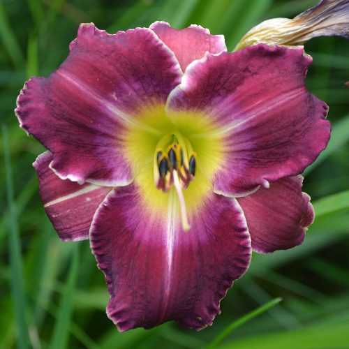 Daylily-Chaderpillar-1200x-DSC 0015