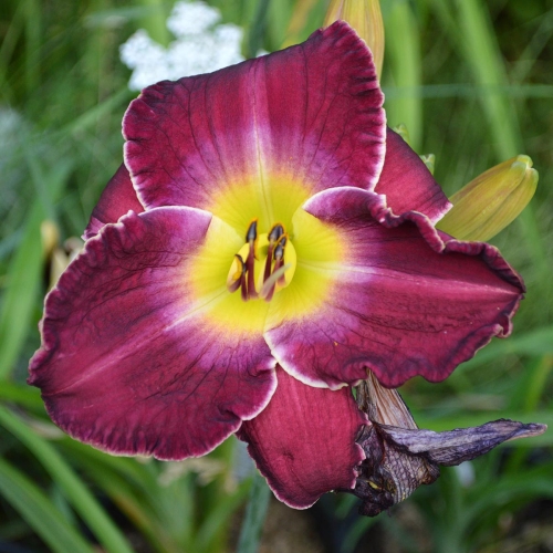 Daylily-Chaderpillar-1200x-DSC 0050