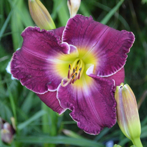Daylily-Chaderpillar-1200x-DSC 0147