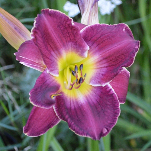 Daylily-Chaderpillar-1200x-DSC 0354