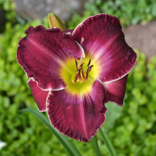 Daylily-Chaderpillar-1200x-DSC 0560
