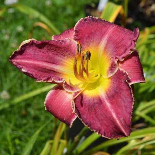 Daylily-Chaderpillar-1200x-DSC 0576