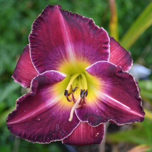 Daylily-Chaderpillar-1200x-DSC 0622