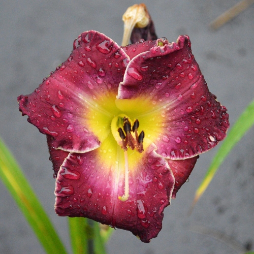 Daylily-Chaderpillar-1200x-DSC 0712
