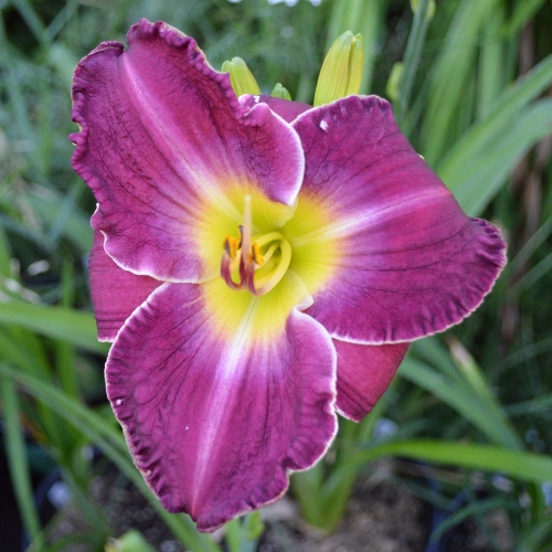Daylily-Chaderpillar-1200x-DSC 0800