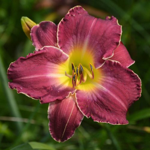 Daylily-Chaderpiller-1200x-DSC 0253