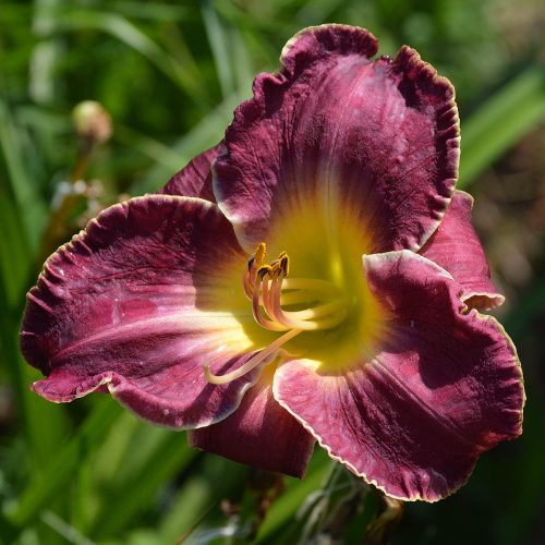 Daylily-Chaderpiller-1200x-DSC 0606