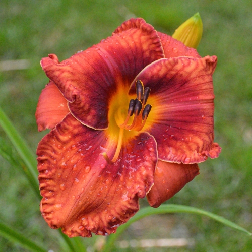 Daylily-Chestnut-Filly-1200x-DSC 0073