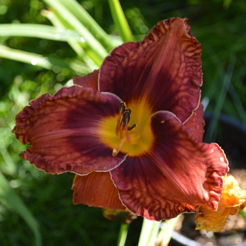 Daylily-Chestnut-Filly-1200x-DSC 0650