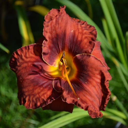 Daylily-Chestnut-Filly-1200x-DSC 0970