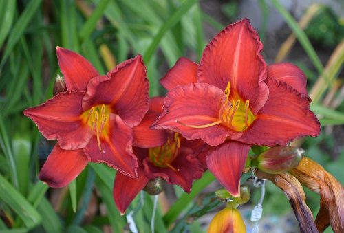Daylily-Chicago-Apache-1200h-DSC 0468