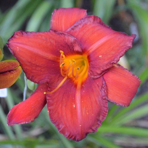 Daylily-Chicago-Apache-1200x-DSC 0075