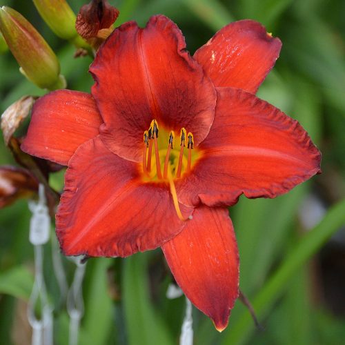 Daylily-Chicago-Apache-1200x-DSC 0189