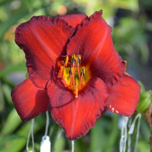 Daylily-Chicago-Apache-1200x-DSC 0231
