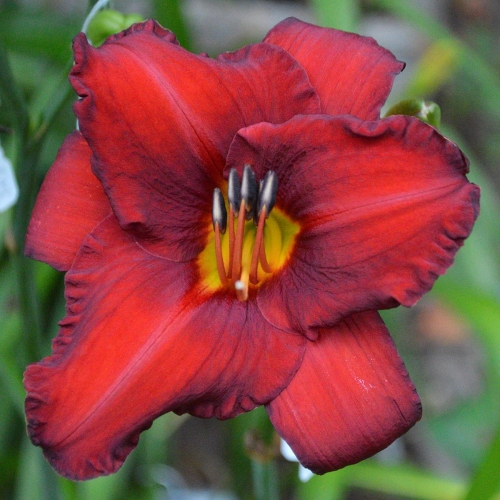 Daylily-Chicago-Apache-1200x-DSC 0266