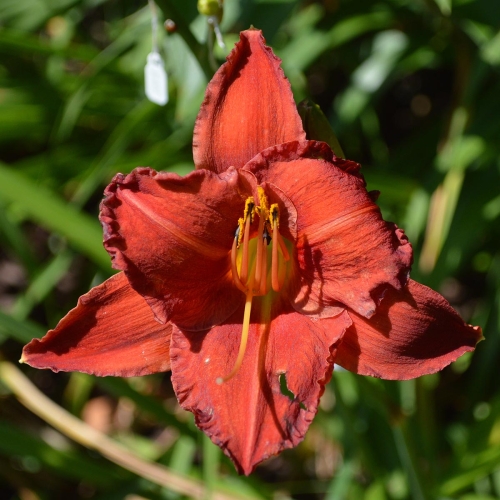 Daylily-Chicago-Apache-1200x-DSC 0550