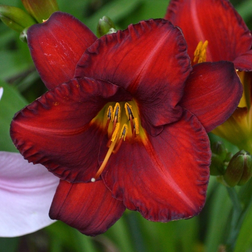 Daylily-Chicago-Apache-1200x-DSC 0581