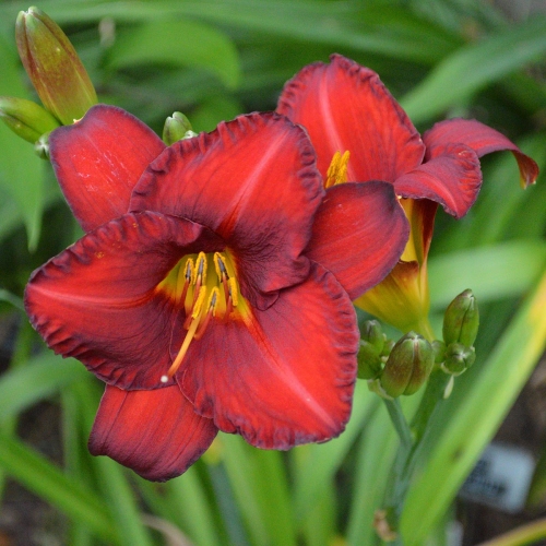Daylily-Chicago-Apache-1200x-DSC 0585