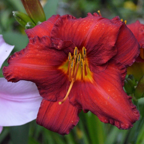 Daylily-Chicago-Apache-1200x-DSC 0729