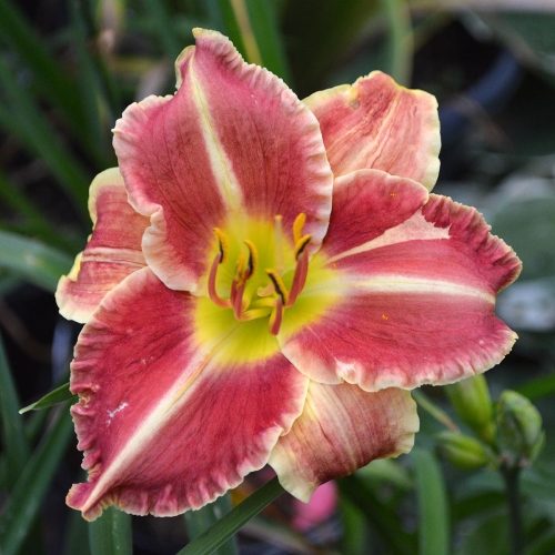 Daylily-Chili-Spice-1200x-DSC 0250
