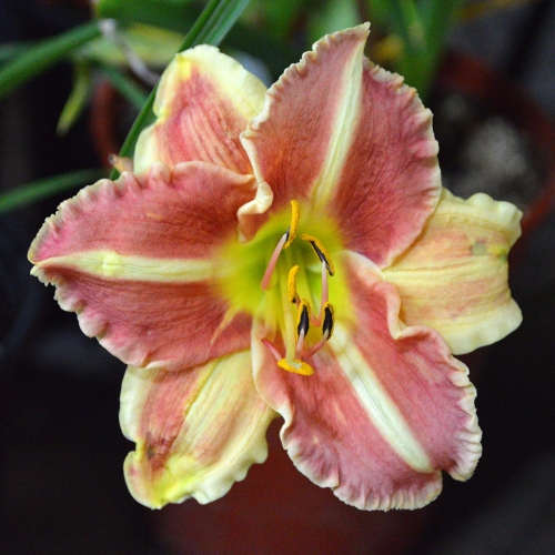 Daylily-Chili-Spice-1200x-DSC 0422