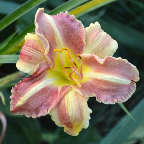 Daylily-Chili-Spice-1200x-DSC 0429
