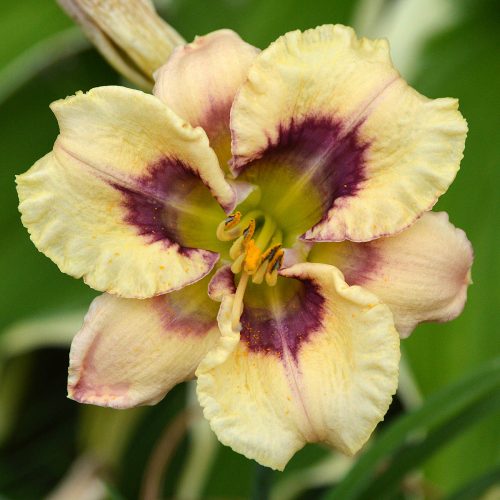 Daylily-Chubbykins-1200x-DSC 0098