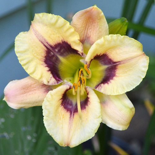 Daylily-Chubbykins-1200x-DSC 0212