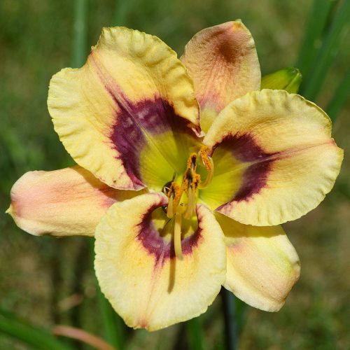 Daylily-Chubbykins-1200x-DSC 0216