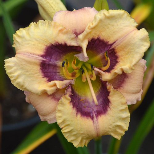 Daylily (Hemerocallis) Chubbykins