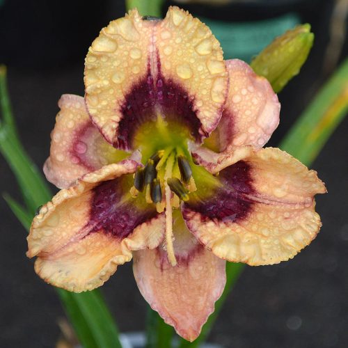 Daylily-Chubbykins-1200x-DSC 0370