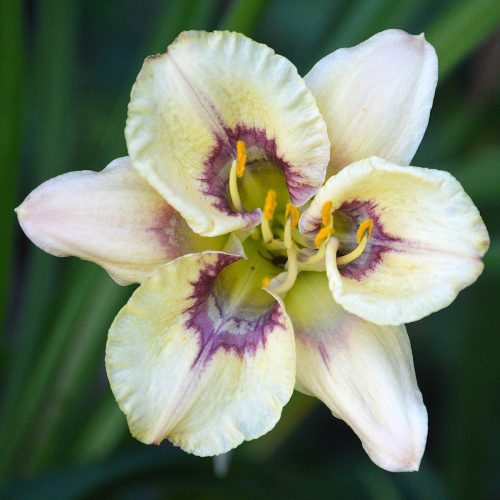 Daylily-Chubbykins-1200x-DSC 0795