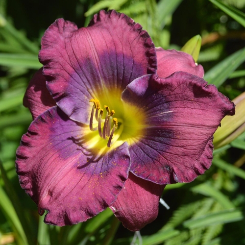 Daylily-Cinderella-Blue-1200x-DSC 0023
