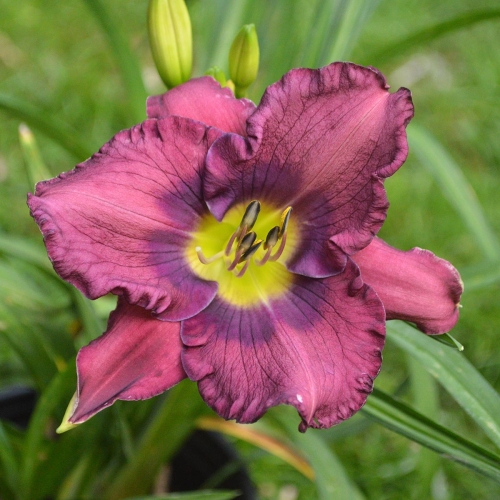 Daylily-Cinderella-Blue-1200x-DSC 0098