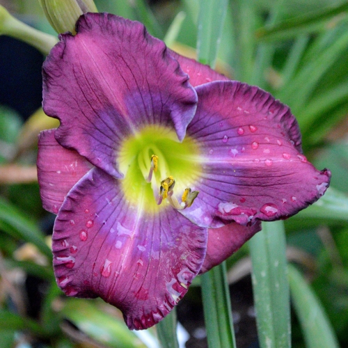 Daylily (Hemerocallis) Cinderella Blue