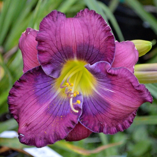 Daylily-Cinderella-Blue-1200x-DSC 0943