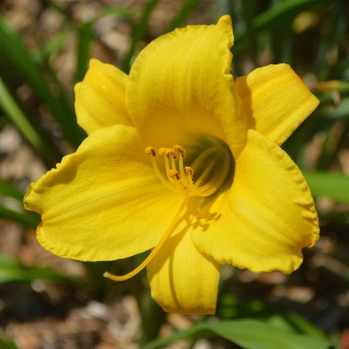 Daylily-Cinnamon-Roll-1200x-DSC 0129