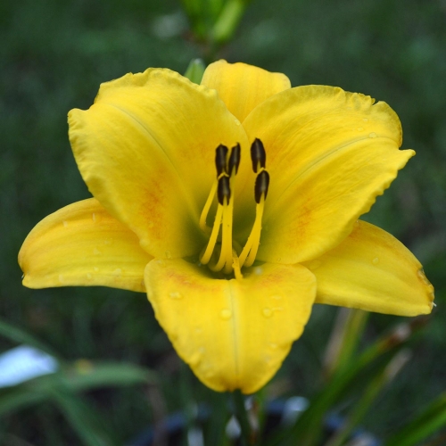 Daylily-Cinnamon-Roll-1200x-DSC 0187