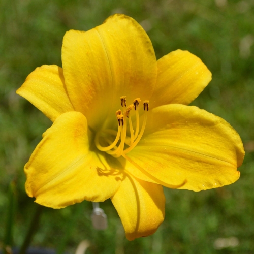 Daylily-Cinnamon-Roll-1200x-DSC 0221