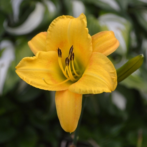 Daylily-Cinnamon-Roll-1200x-DSC 0266